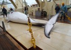 Una ballena muerta en uno de los barcos de investigaci&oacute;n japoneses en el Oc&eacute;ano Ant&aacute;rtico. 
