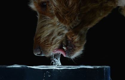 Los perros no beben el agua, la ‘muerden’