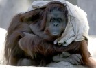 La orangutana Sandra y otras “personas no humanas”