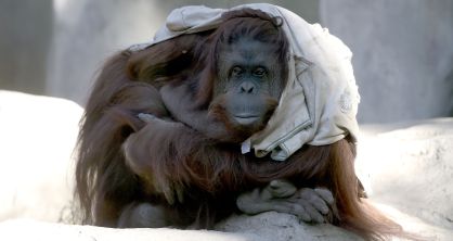 La orangutana Sandra, en el zoo de Buenos Aires, en mayo.