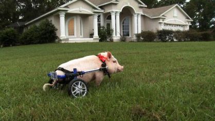 El cerdo Chris P. Bacon, cuyas patas traseras est&aacute;n atrofiadas desde su nacimiento, es uno de los protagonistas del documental 'My bionic pet' de la PBS estadounidense.