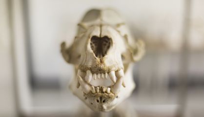 Una de las piezas del Museo de Anatomía Comparada de Vertebrados.