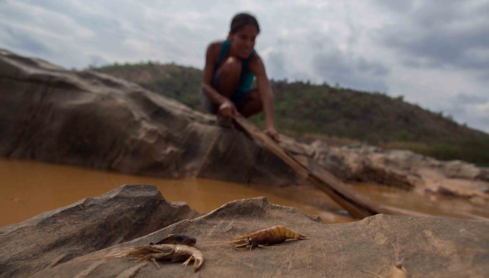 Biólogos y pescadores han tratado de salvar algunas especies del río.