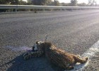 Las carreteras dan una mínima tregua al lince ibérico