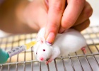 Los ratones son los animales m&aacute;s empleados en investigaci&oacute;n biom&eacute;dica.