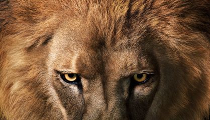 La mirada orgullosa del león