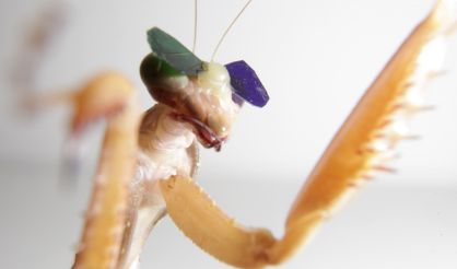 Los cient&iacute;ficos colocaron las lentes a las mantis con cera de abeja y les mostraron simulaciones de insectos que se mov&iacute;an alrededor de una pantalla de ordenador.