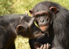 Dos de los chimpanc&eacute;s amigos del estudio.