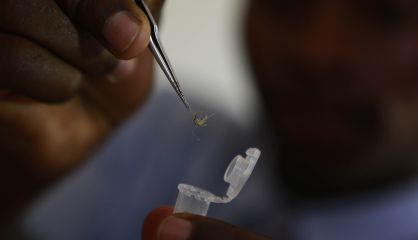 El mosquito anofeles es el vector de la malaria.