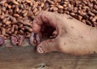 semillas de cacao en la cooperativa Jorge Salazar de El Tule, en Matagalpa (Nicaragua).