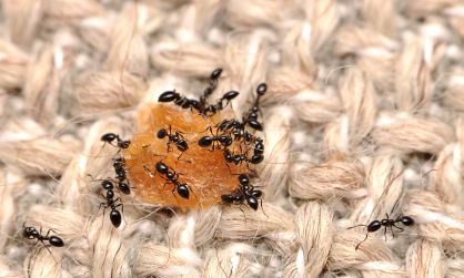 Hormigas negras encontradas durante el estudio aliment&aacute;ndose de comida ca&iacute;da en un sof&aacute;