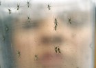 La genética apunta al origen polinésico del virus zika