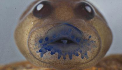 Un renacuajo de la rana Frankixalus Jerdonii, que pertenece a un género recién descubierto.