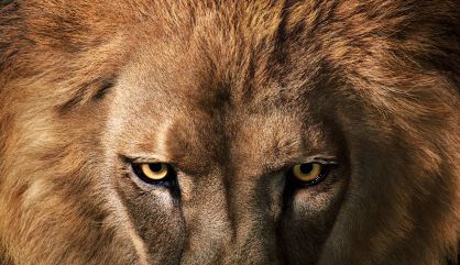 El rey de la sabana, en peligro