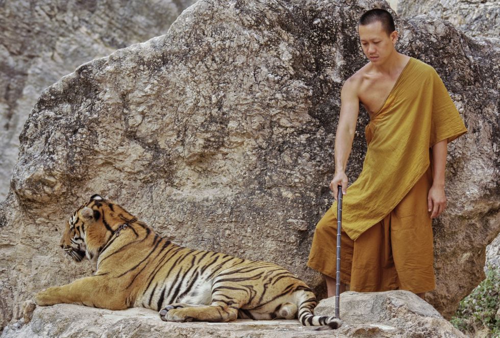 Uno de los monjes del Templo de los Tigres utiliza un palo para poner al animal encadenado en la mejor posición para ser fotografiado.