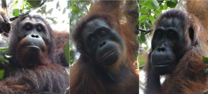 Estos son los cuatro orangutanes implicados en el ataque. De izquierda a derecha: el macho 'Ekko', la hembra atacante 'Kondor', la hembra agredida 'Sidony' y el macho protector 'Guapo'.