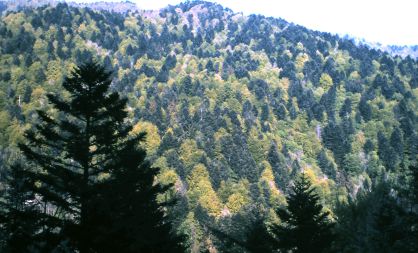 Bosque de coníferas (verde oscuro) y árboles caducos (verde claro) en Alsacia (Francia). 