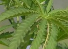 Y la marihuana se hizo medicina