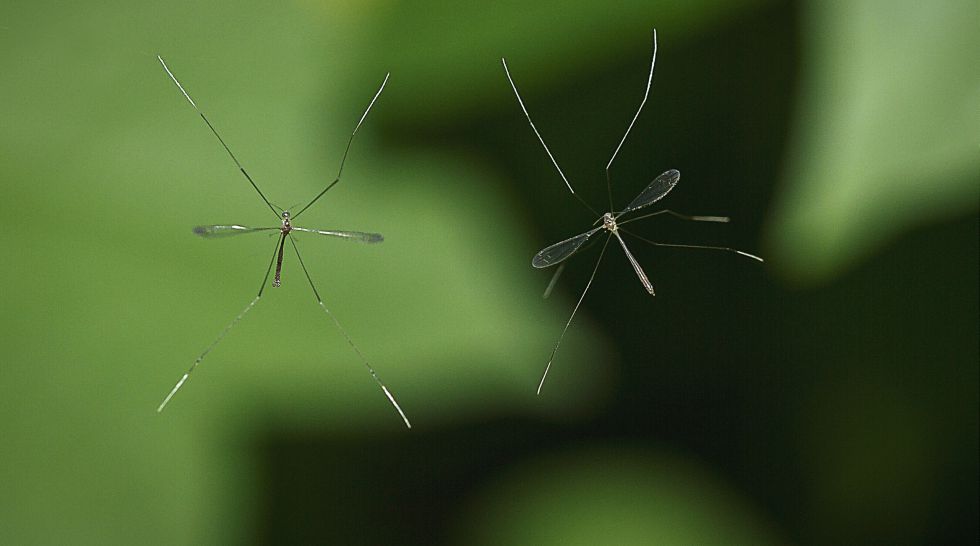 ¿Por qué no borramos a los mosquitos de la faz de la Tierra?