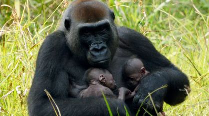 Los gemelos en brazos de su madre.