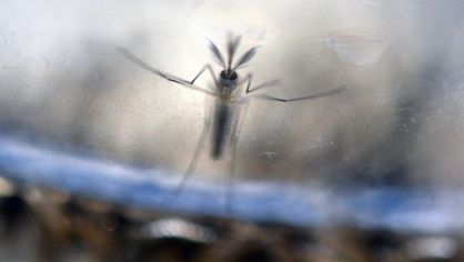 An ‘Aedes aegypti’ mosquito.