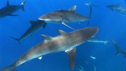 Uno de los animales más atractivos que podemos encontrar en Jardines de la Reina, Cuba, es el "tiburón sedoso". 