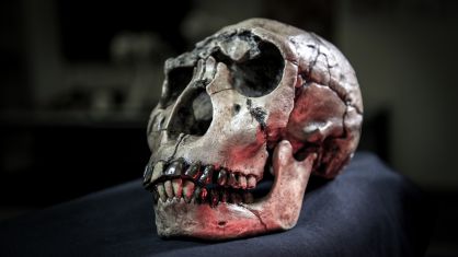 Imagen de la calavera de un 'Homo ergaster' de kenia, incluido en el estudio.