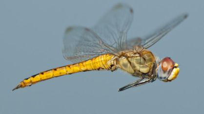 Ejemplar de la lib&eacute;lula Pantala, el insecto que recorre la distancia m&aacute;s larga.