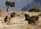 Babuinos en el Parque Nacional de las Monta&ntilde;as Simien. 