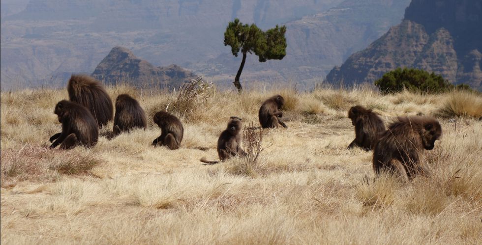 Babuinos en el Parque Nacional de Simien