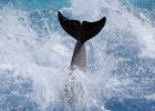 Un delfín salta en la piscina del parque temático Marineland, en Antibes.rn 