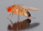 'Drosophila melanogaster'. 
