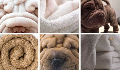 ¿Perrete o comida? El chiste que llegará tarde o temprano a tu WhatsApp