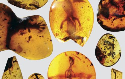 Camalones y lagartos de hace 99 millones de años, preservados en ámbar.