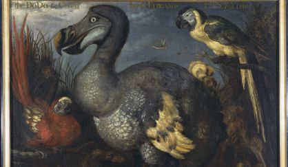 Una vieja ilustración de un dodo, realizada por Roelandt Savery.