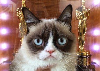 Estos gatos ganan más que tú