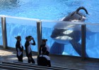 SeaWorld anuncia el final de la reproducción de orcas cautivas