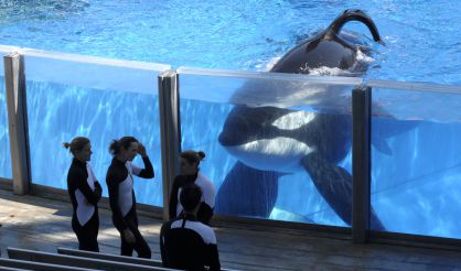 La orca Tilikum, en el SeaWorld.