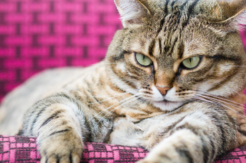 Nadie entiende a un gato gordo (ni siquiera su dueño)