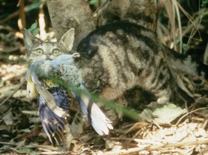 Un gato asilvestrado ataca a un ave en Australia.