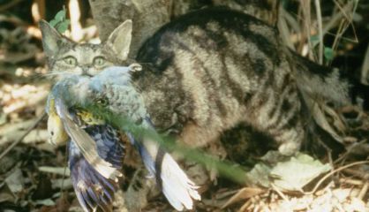 Un gato asilvestrado ataca a un ave en Australia.