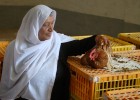 Una mujer inspecciona una de las 20 gallinas ponedoras que ha recibido dentro de un plan para asistir a hogares afectados por el conflicto en Qatana, cerca de Damasco (Siria).