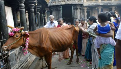 Una vaca paseando por una calle en India. 