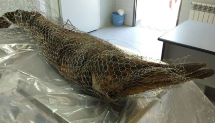 Delfín hallado en Madrid.