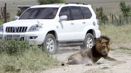 Un león extraviado ataca a un hombre en Kenia