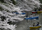 Cerezos en flor en un parque de Tokio (Japón). 