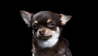 Alma animal, el espejo de las emociones