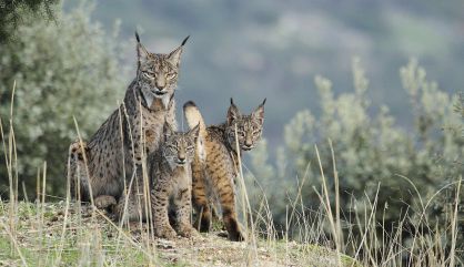 Una hembra de lince ibérico junto a dos cachorros.