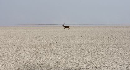 Un ciervo en el lucio del Membrillo del parque de Doñana. 