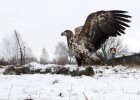 Un &aacute;guila de cola blanca junto al cad&aacute;ver de un lobo en el pueblo abandonado de Dronki (Bielorrusia).rn 